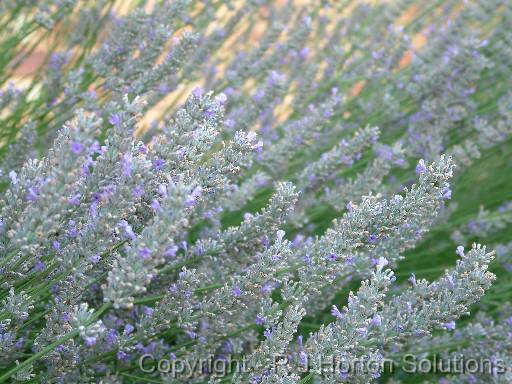 Lavender Close up 